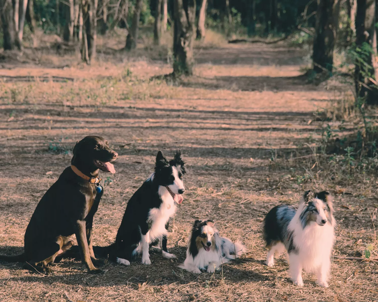 4 chiens attendent dans la forêt