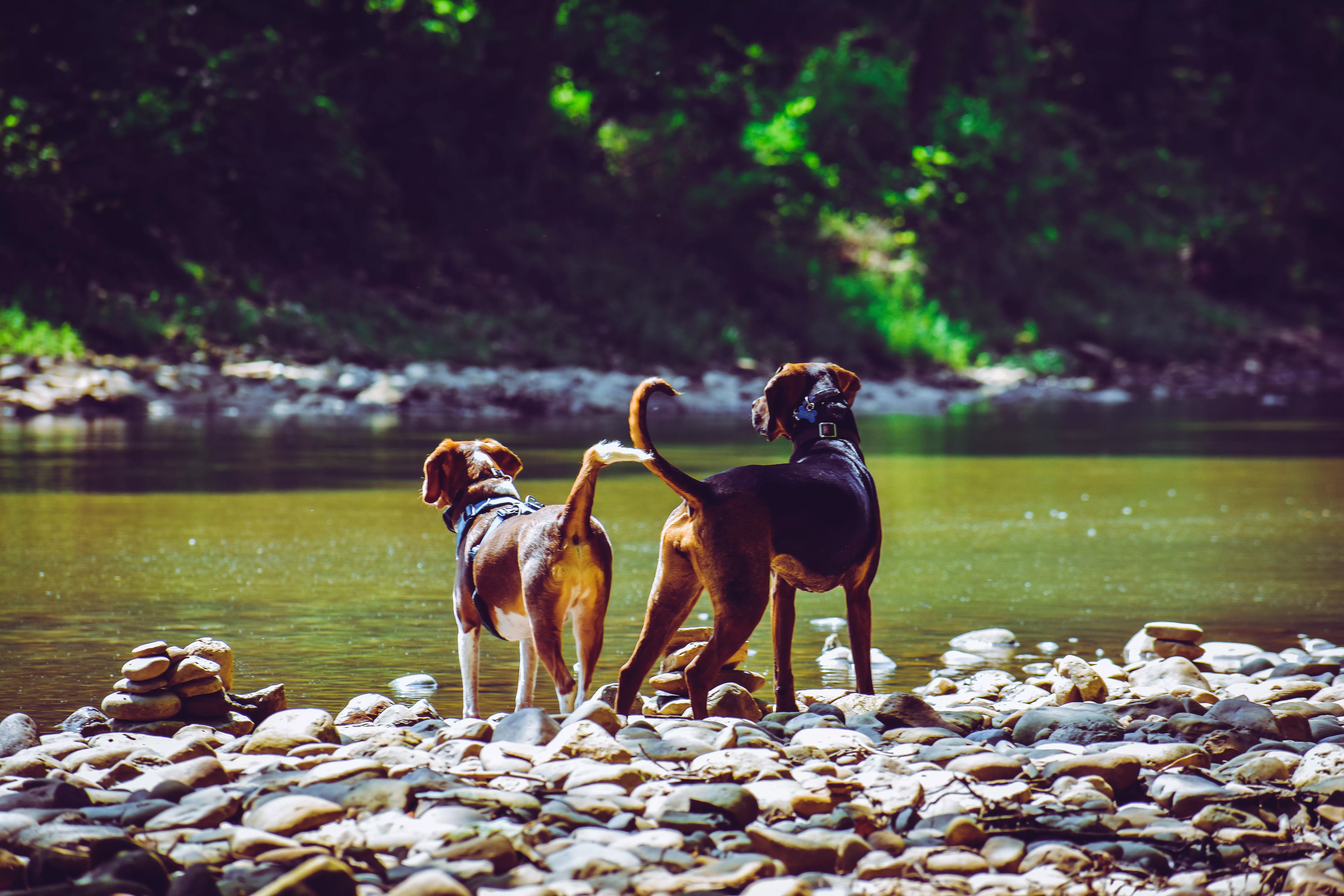 Deux chiens près d'une rivière